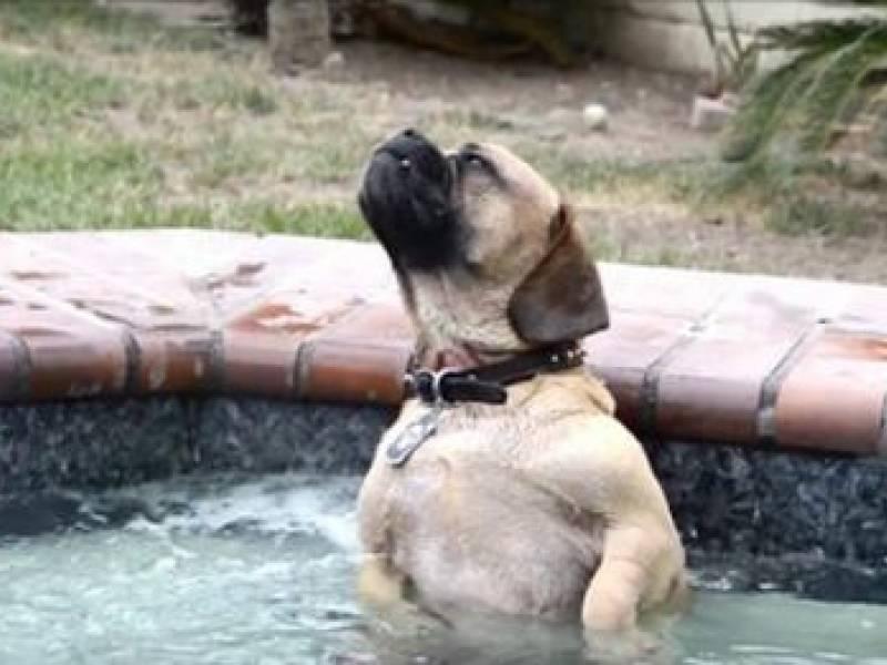 Cane nell'Idromassaggio