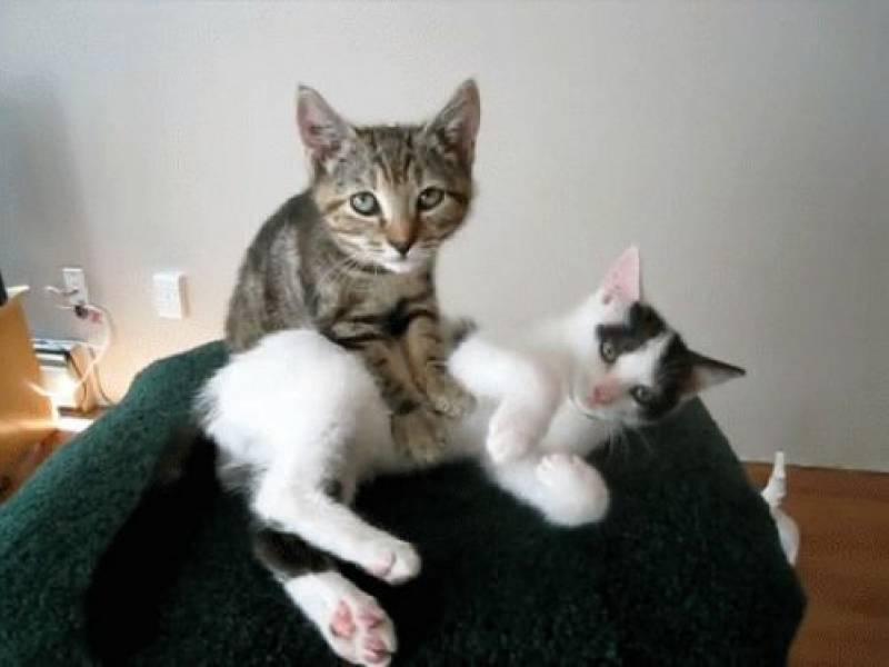 Il Gatto Massaggiatore