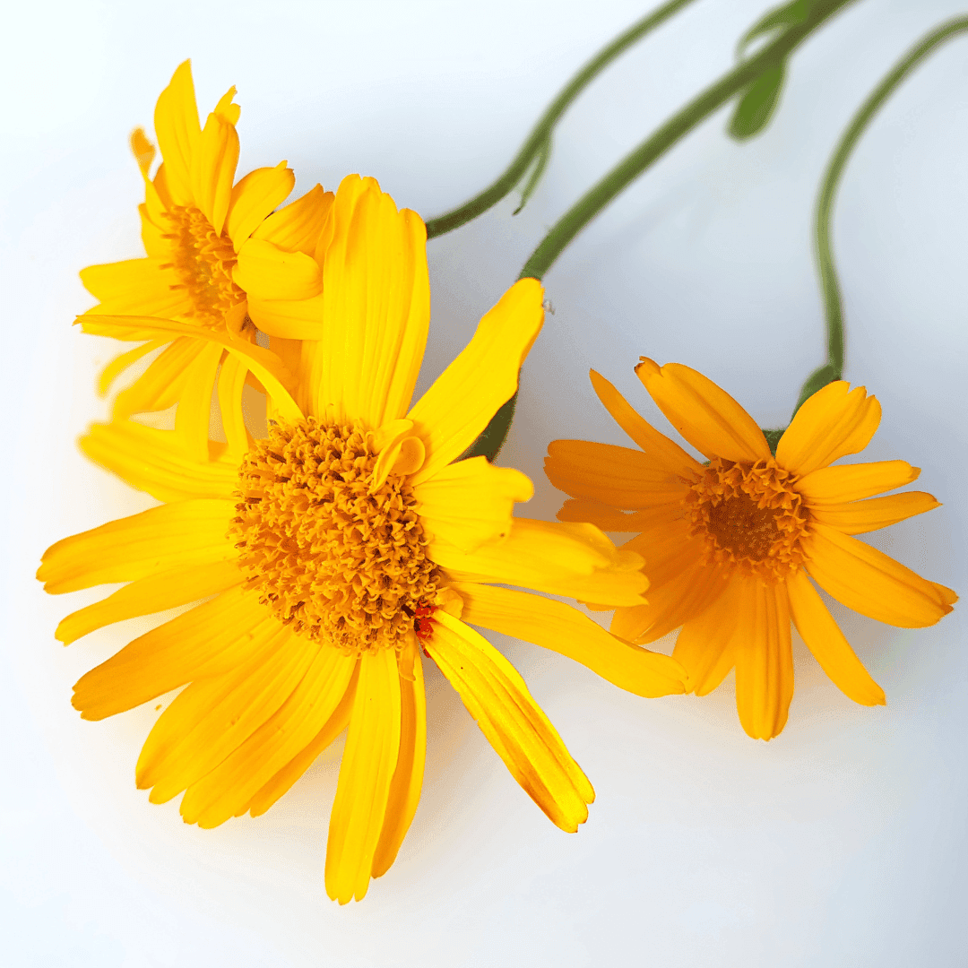Olio di Arnica
