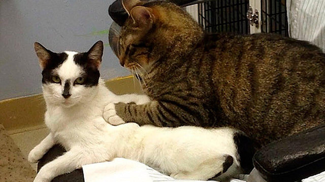  Gattone Massaggiatore