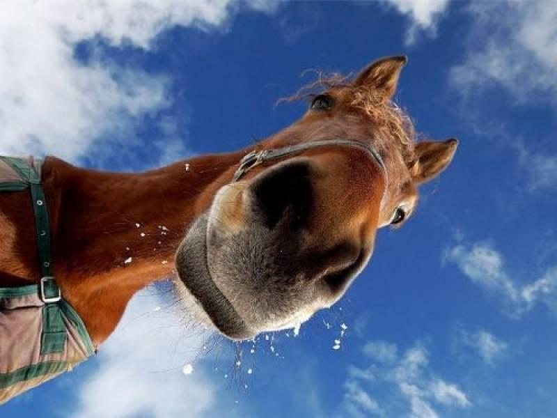  Massaggio al Cavallo