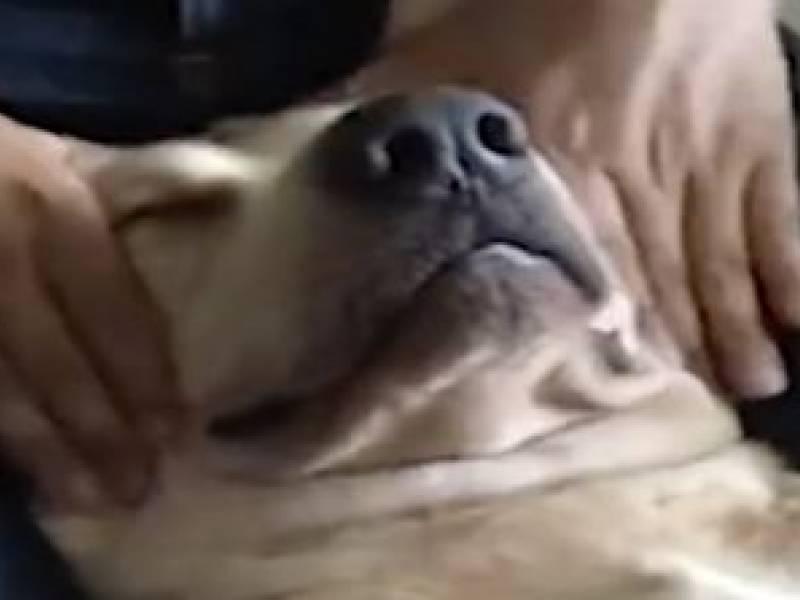 Massaggio Relax al Cane