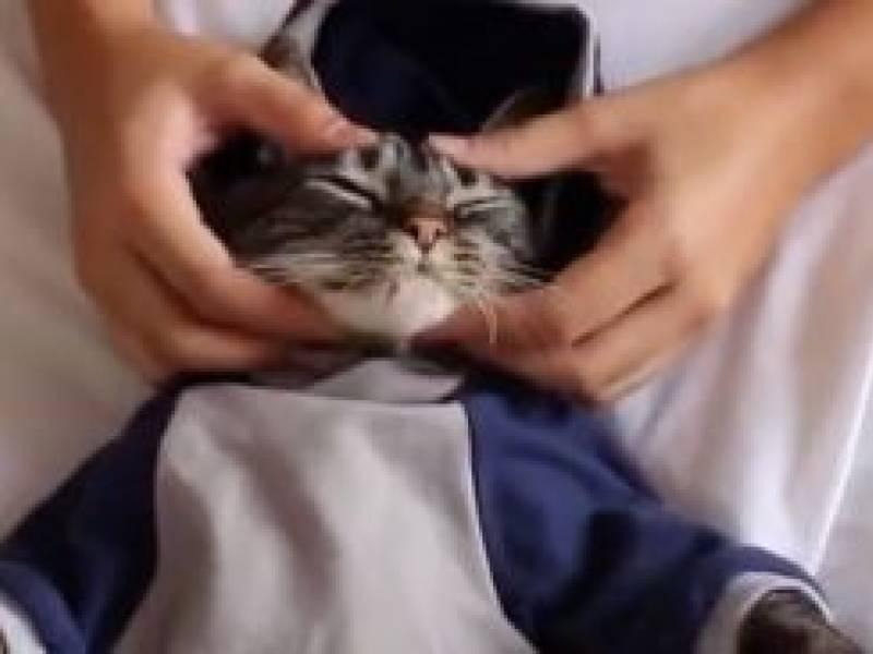 Massaggio al Gatto