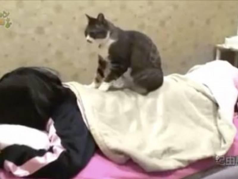  Il Gatto Massaggiatore