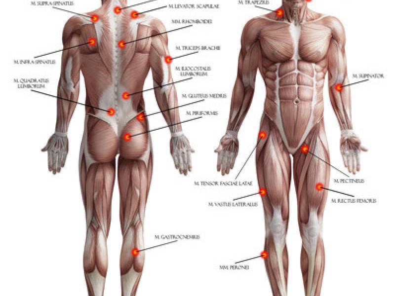 Anatomia della contrattura muscolare